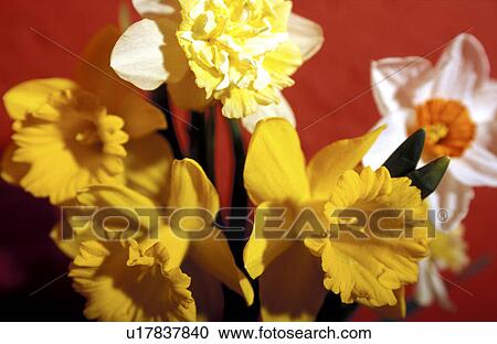 close-up, bloom, CLOSE, bouquet, blossom, abloom View Large Photo Image Stock Image - close-up, bloom, CLOSE, bouquet, blossom, abloom. Fotosearch