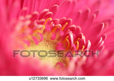 close-up, bloom, CLOSE, burkhard, blossom, abloom View Large Photo Image Stock Photograph - close-up, bloom, CLOSE, burkhard, blossom, abloom. Fotosearch