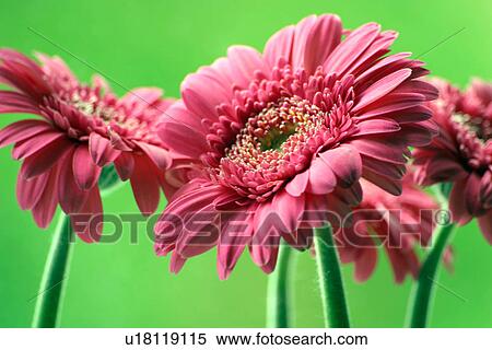Stock Photography - close-up, bloom, CLOSE, burkhard, blossom, abloom. Fotosearch