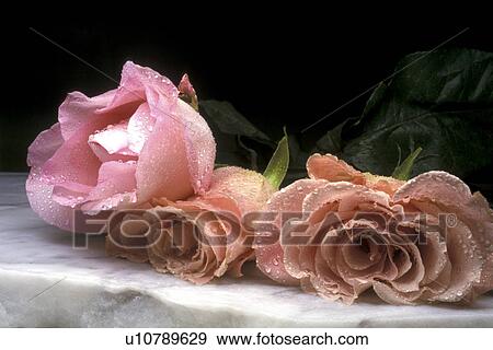 Stock Photo - cow, Bernhard, blossom, blooms, bloom, abloom. Fotosearch