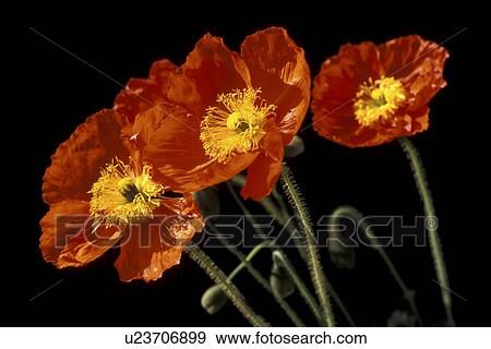 Stock Photo - falten, abloom, beauty, Bernhard, black, bloom. Fotosearch