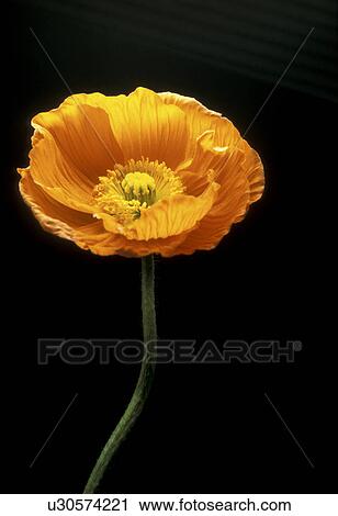 Stock Image - falten, abloom, Bernhard, black, bloom. Fotosearch