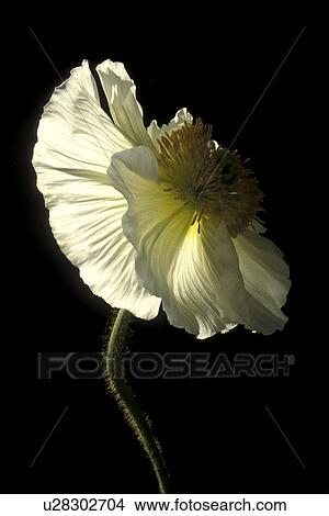 Picture - falten, abloom, Bernhard, black. Fotosearch