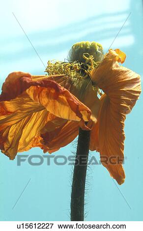 Stock Photo - falten, abloom, Bernhard, bloom, blooms, blossom. Fotosearch
