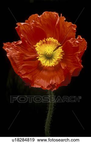 falten, stempel, abloom, beauty, Bernhard, black View Large Photo Image Stock Photo - falten, stempel, abloom, beauty, Bernhard, black. Fotosearch