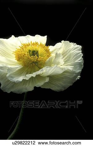 Stock Image - falten, stempel, abloom, Bernhard, black. Fotosearch
