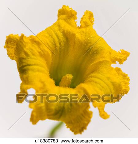 Stock Image - freigestellt, alfred, aliment, bloom, bloomer, blooming. Fotosearch