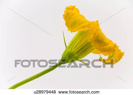 Stock Photo - freigestellt, alfred, aliment, bloom, bloomer, blooming. Fotosearch