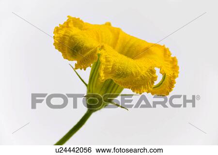 Stock Photograph - freigestellt, alfred, aliment, bloom, bloomer, blooming. Fotosearch