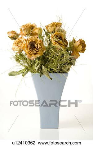 Stock Image - freigestellt, alfred, bloom, bloomer, blooming, blooms. Fotosearch
