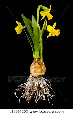 Stock Image - fruehlingserwachen, freigestellt, alfred, bloom, bloomer, blooming. Fotosearch