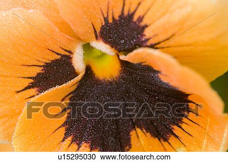 Stock Image - gartenpflanze, alfred, background, backgrounds, bloom, bloomer. Fotosearch