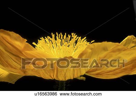 stempel, abloom, Bernhard, black, bloom View Large Photo Image Stock Photograph - stempel, abloom, Bernhard, black, bloom. Fotosearch