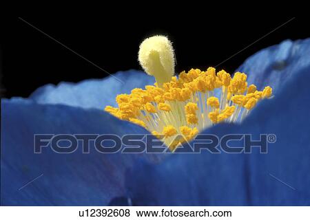 stempel, abloom, Bernhard, black, bloom, blooms View Large Photo Image Stock Photo - stempel, abloom, Bernhard, black, bloom, blooms. Fotosearch