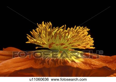 Stock Photograph - stempel, abloom, Bernhard, black, bloom, blooms. Fotosearch