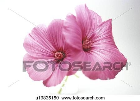 stempel, abloom, Bernhard, bloom, blooms View Large Photo Image Stock Image - stempel, abloom, Bernhard, bloom, blooms. Fotosearch