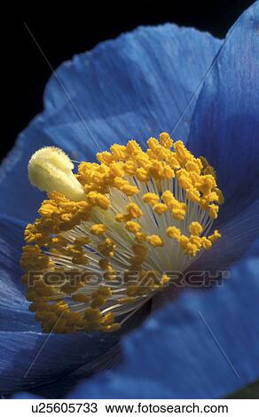 stempel, abloom, Bernhard, bloom, blooms View Large Photo Image Stock Image - stempel, abloom, Bernhard, bloom, blooms. Fotosearch