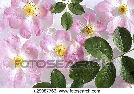 Stock Image - stempel, abloom, Bernhard, bloom, blooms. Fotosearch