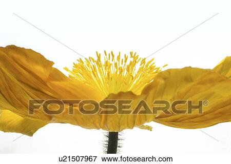 stempel, abloom, Bernhard, bloom, blooms View Large Photo Image Stock Photo - stempel, abloom, Bernhard, bloom, blooms. Fotosearch