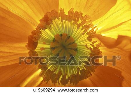 Picture - stempel, abloom, Bernhard, bloom, blooms, blossom. Fotosearch