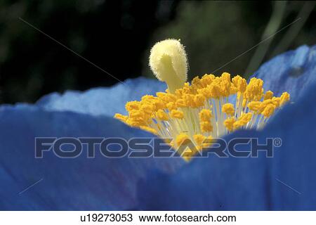 Stock Image - stempel, abloom, Bernhard, bloom, blooms, blossom. Fotosearch