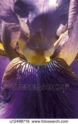 Stock Photo - stempel, abloom, Bernhard, bloom, blooms, blossom. Fotosearch