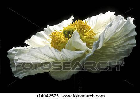 Stock Photography - stempel, falten, abloom, Bernhard, black. Fotosearch
