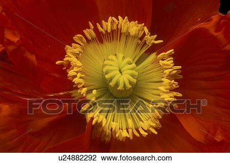 stempel, falten, abloom, Bernhard, bloom, blooms View Large Photo Image Stock Image - stempel, falten, abloom, Bernhard, bloom, blooms. Fotosearch
