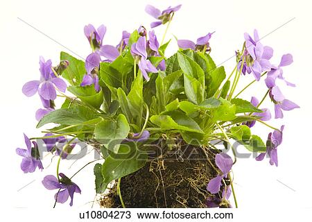 Stock Image - veilchen, freigestellt, alfred, bloom, bloomer, blooming. Fotosearch