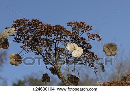 Picture - wiesen, felder, berne, blooms, blumenrfarben, botany, colored. Fotosearch
