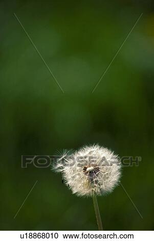 Stock Image - wiesenblume, austria, bloom, blowball, botany, calf, dandelion. Fotosearch