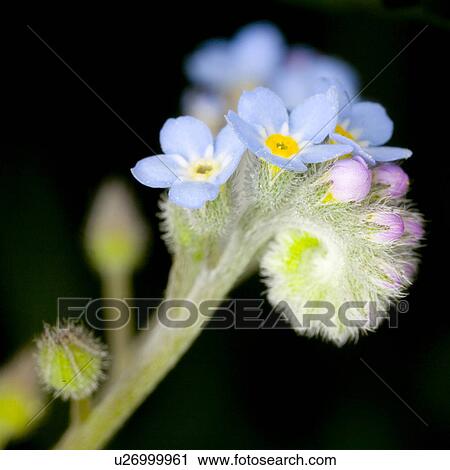wiesenblume, gartenblume, alfred, arvensis, bloom, bloomer View Large Photo Image Stock Image - wiesenblume, gartenblume, alfred, arvensis, bloom, bloomer. Fotosearch