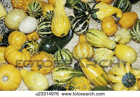 background, CLOSE, close-up, cucurbita View Large Photo Image Stock Photograph - background, CLOSE, close-up, cucurbita. Fotosearch