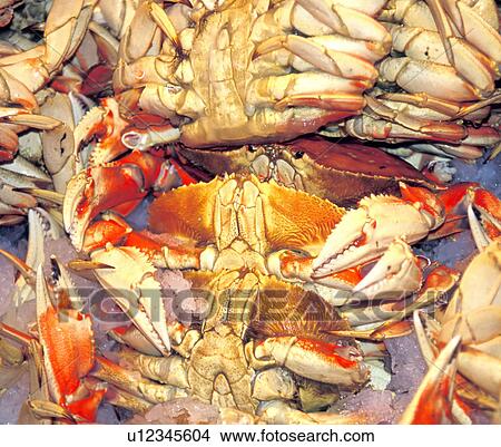 boiled, claws, crabs, display, food, fresh, gumbo View Large Photo Image Picture - boiled, claws, crabs, display, food, fresh, gumbo. Fotosearch