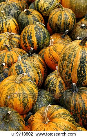 Stock Image - CLOSE, cucurbita, close-up, alfred. Fotosearch