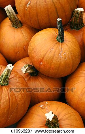 Stock Photo - CLOSE, cucurbita, close-up, alfred. Fotosearch