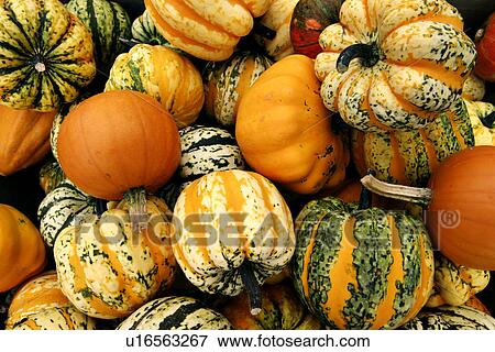 Stock Photo - CLOSE, cucurbita, close-up, alfred. Fotosearch