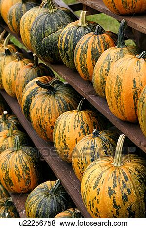 Stock Photo - CLOSE, cucurbita, close-up, alfred. Fotosearch