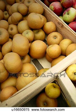 Stock Photography - food, CLOSE, eat, drink, close-up, apple. Fotosearch