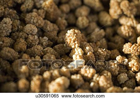 germany, berries, eat, diemer, brown, Mannheim, aliment View Large Photo Image Stock Photography - germany, berries, eat, diemer, brown, Mannheim, aliment. Fotosearch