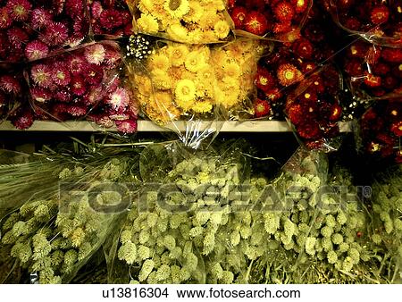 Picture - geschaeft, abloom, bloom, blossom, CLOSE, close-up. Fotosearch
