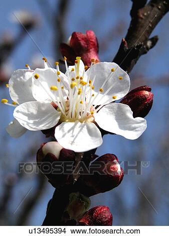 Austria, alfred, apple tree, apple, apfelbluete, abloom View Large Photo Image Picture - Austria, alfred, apple tree, apple, apfelbluete, abloom. Fotosearch