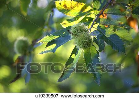 Stock Photo - baumfrucht, alexandra, aliment, autumn, buss, chestnut. Fotosearch
