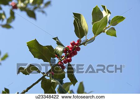 beautiful, berne, berries, branches, burgdorf, chlorophyll, cold View Large Photo Image Stock Image - beautiful, berne, berries, branches, burgdorf, chlorophyll, cold. Fotosearch