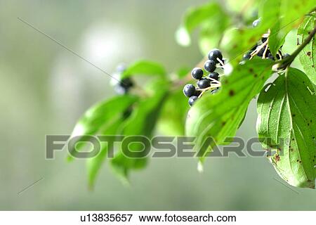 Stock Photo - berry, CH, branch, black, autumn. Fotosearch