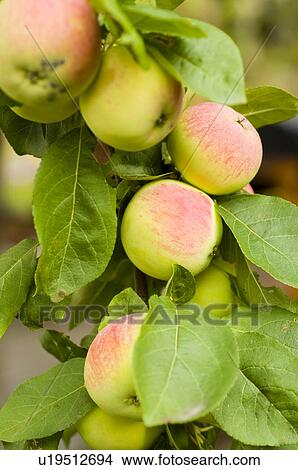 Picture - closeup, apple, close-up, close, calorie, delicious, agriculture. Fotosearch