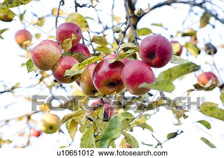 Stock Image - closeup, apple, close-up, close, calorie, delicious, agriculture. Fotosearch