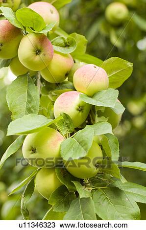 closeup, apple, close-up, close, calorie, delicious, agriculture View Large Photo Image Stock Image - closeup, apple, close-up, close, calorie, delicious, agriculture. Fotosearch