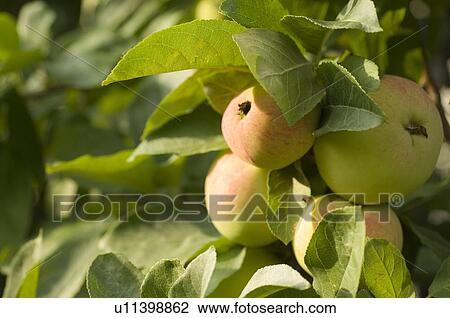 Stock Image - closeup, apple, close-up, close, calorie, delicious, agriculture. Fotosearch