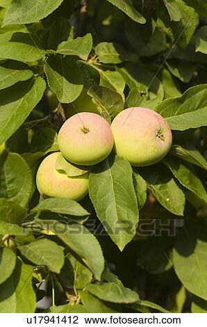 closeup, apple, close-up, close, calorie, delicious, agriculture View Large Photo Image Stock Image - closeup, apple, close-up, close, calorie, delicious, agriculture. Fotosearch